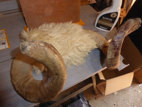 Big ram horns bones - big,