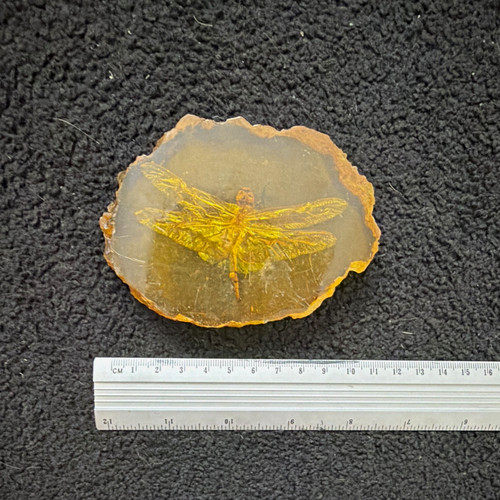 Polished natural amber fossil - polished,