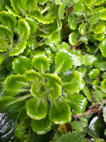 Saxifraga urbium london - saxifraga, 'london