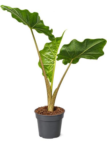 Alocasia portodora houseplant - alocasia,
