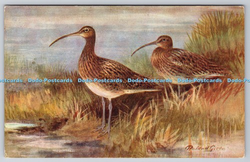 R775548 curlew birds - r775548, r