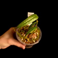 Anthurium sp. Pangui - Very