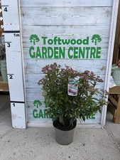 Viburnum Tinus Evergreen Shrub