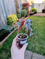Begonia 'Black Forest' rooted
