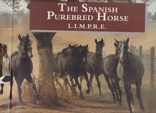 Spanish purebred horse - spanish, mares