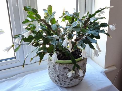Easter cactus sirius white - sirius,