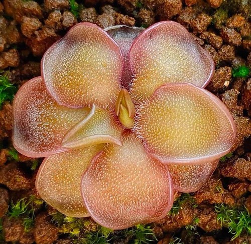 Pinguicula gamma rare - 'gamma',