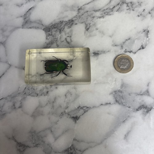 National geographic bugs - geographic,
