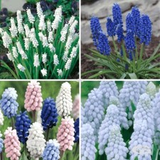 MUSCARI WHITE BLUE GARDEN GROW FLOWERS BULBS SPRING PLANTS PERENNIALS ⭐️⭐️⭐️⭐️⭐️