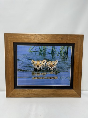 Swimming tiger cubs framed - tiger, art
