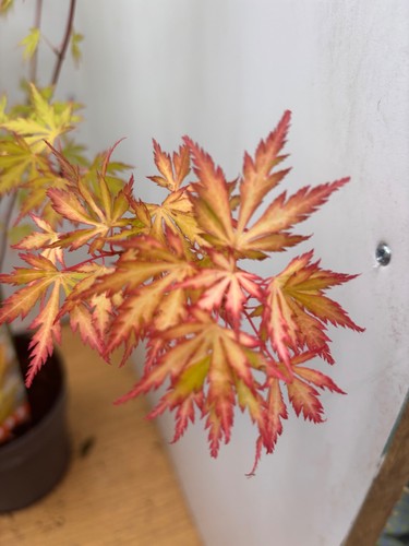 Acer palmatum orange - acer,