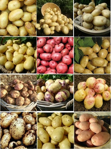 Seed potatoes varieties - seed,