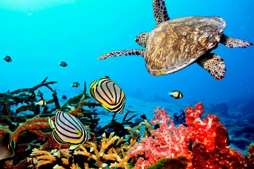 Plant coral help - &,