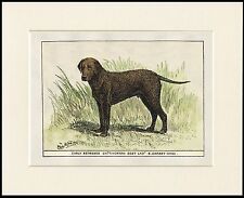 CURLY COATED RETRIEVER GREAT