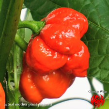 Trinidad Scorpion Chilli Seeds (10) – COMBINED POSTAGE - UK-Grown - Fresh 2025