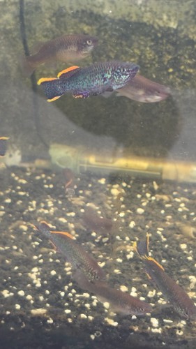 Fundulopanchax gardneri