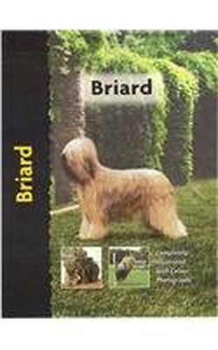 Briard pet love - love), (pet