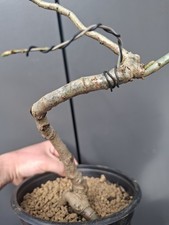 Oak  bonsai tree