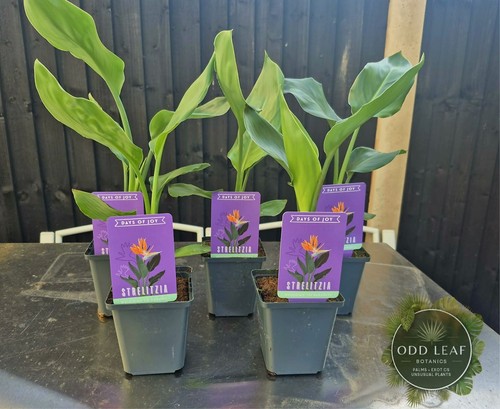 Strelitzia reginae bird - reginae, of