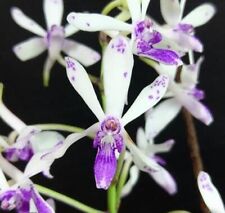 Rare Vandachostylis TSS Taiwan Gandharva 'Blue Dot'  orchid plant