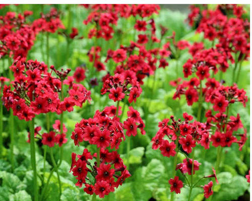 Primula candelabra millers - candelabra,