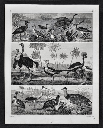 1849 bilder bird print ostrich - bilder,