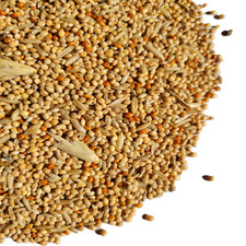 BUDGIE SEED 350g, 1kg, 2.5kg 5kg 10kg 20kg : Caged Bird Food Special Aviary Feed