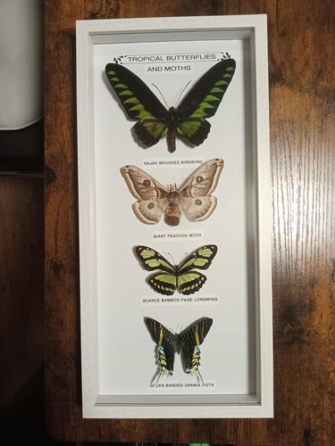 Framed real butterflies - butterflies, &