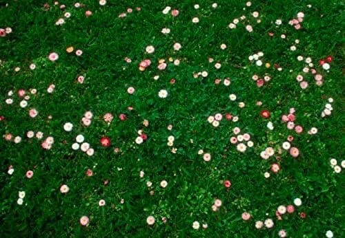 Grass daisy clover - grass,
