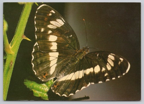 Postcard the white admiral - the,