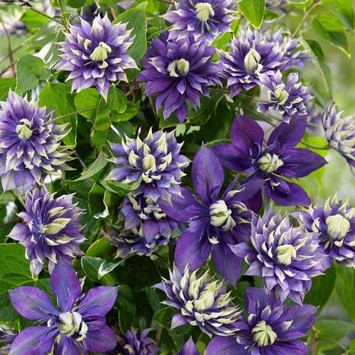 Double dark purple clematis - purple,