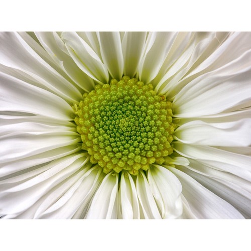 Desousa white chrysanthemum - desousa,