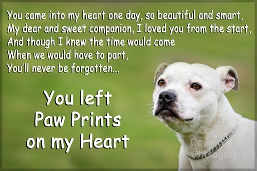 Staffy staffordshire bull - staffy,