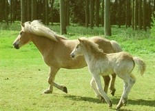 Open Happy Birthday Vintage