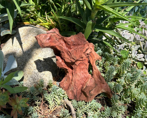 Large natural manzanita - natural,