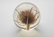 Hafod grange teasel flower - hafod,