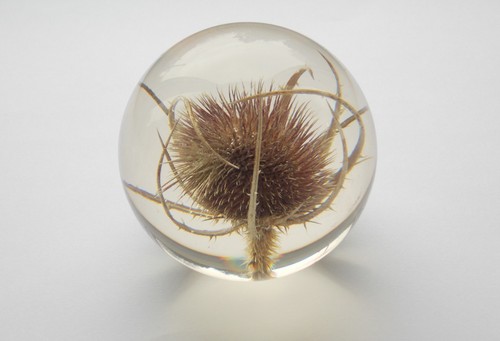 Hafod grange teasel - hafod,