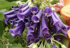 Iochroma cyaneum, Violet Bush