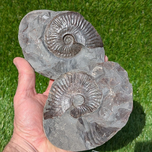 Pseudolioceras ammonite pair