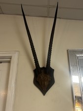 Large Antique Gemsbok Skull -
