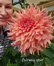 Fairway Spur Giant Decorative Exhibition Dahlia Tuber