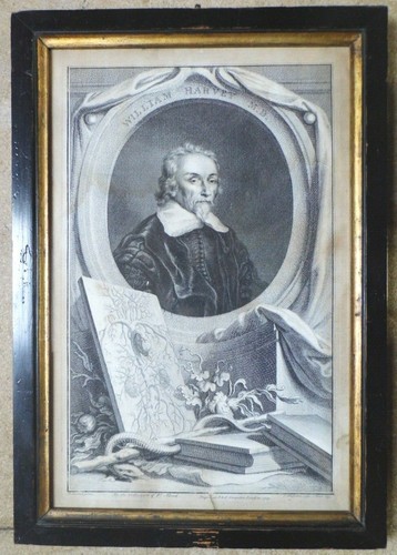 William harvey houbraken - william,