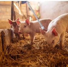 Ultechnovo pig holder - , catcher