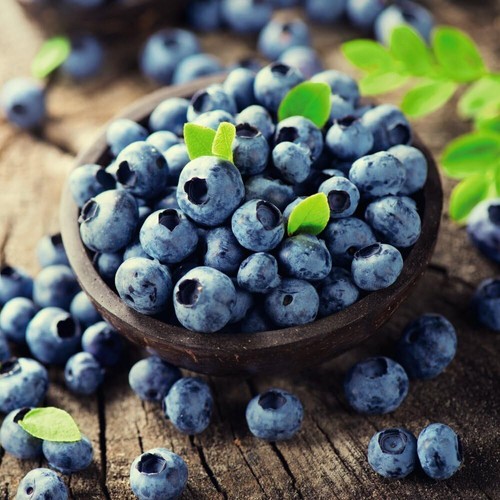 Blueberry duke bush sweet - bush,