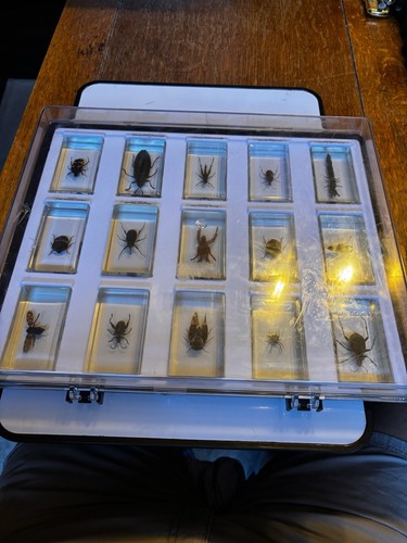 Collection features insects - features,