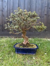 Cotoneaster Bonsai Tree