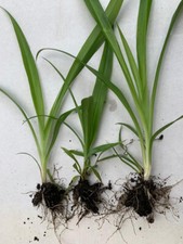 x3 Spider Plants Well Rooted 6inch+ || Air Purifier