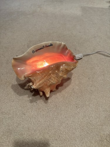 Conch shell lamp - conch,
