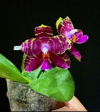 Rare Phalaenopsis Princess