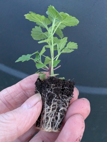 Catnip catmint nepata - x,